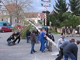 Maibaum 178